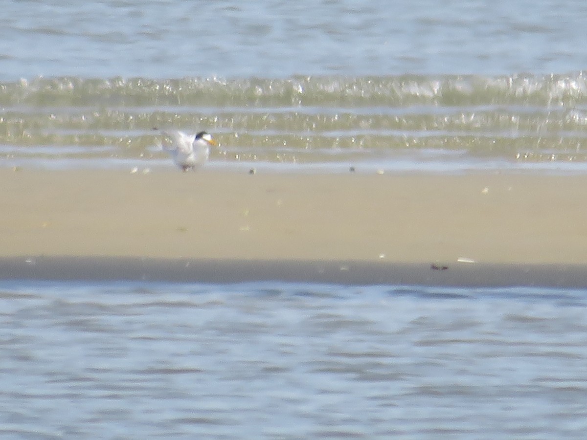 Least Tern - ML620501974