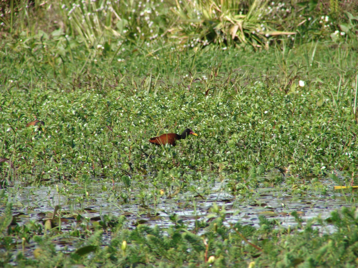 Jacana Suramericana - ML620501977