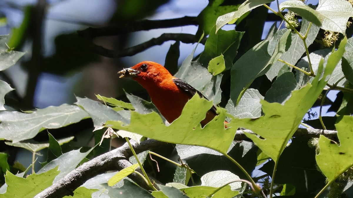 Piranga écarlate - ML620501979