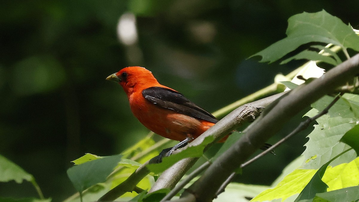 Scarlet Tanager - ML620501980