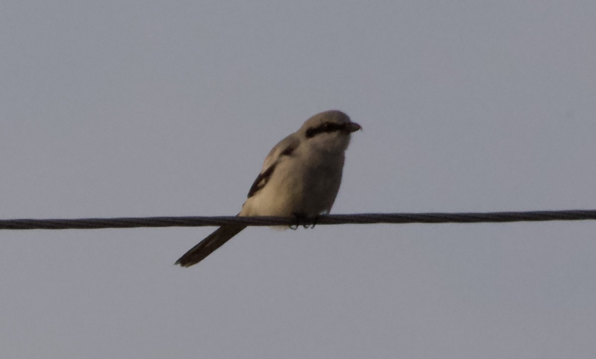 Great Gray Shrike - ML620501982