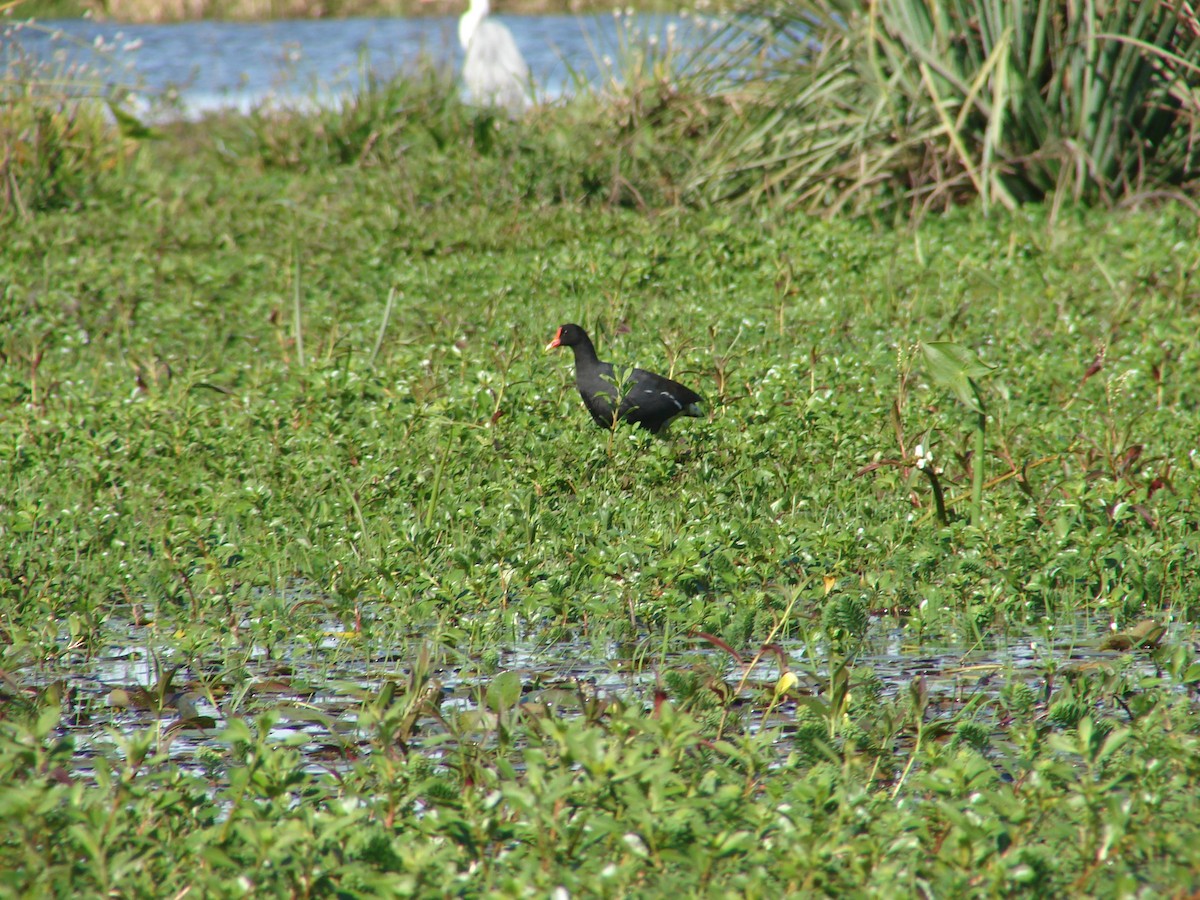 Common Gallinule - ML620501984