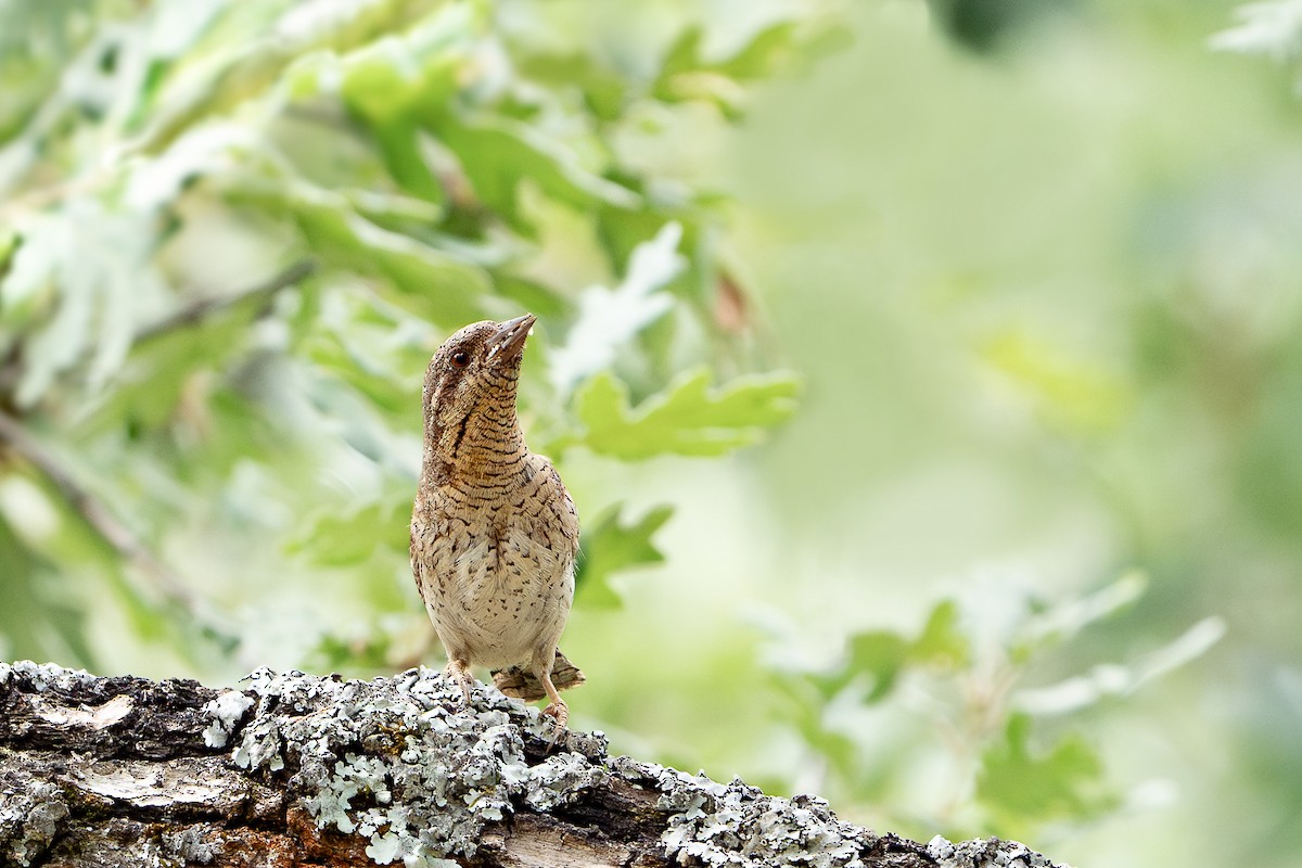 Eurasian Wryneck - ML620501985