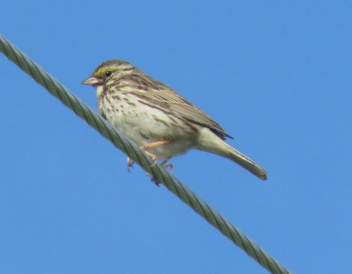 Savannah Sparrow - ML620501987