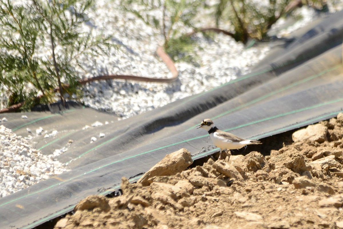 Little Ringed Plover - ML620501988