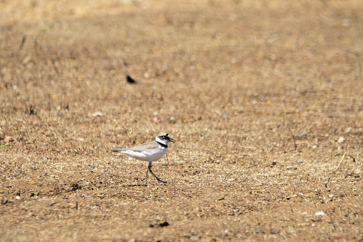 Little Ringed Plover - ML620501989