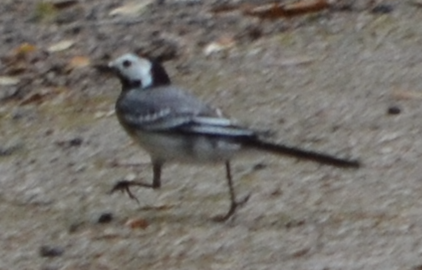 White Wagtail - ML620501994