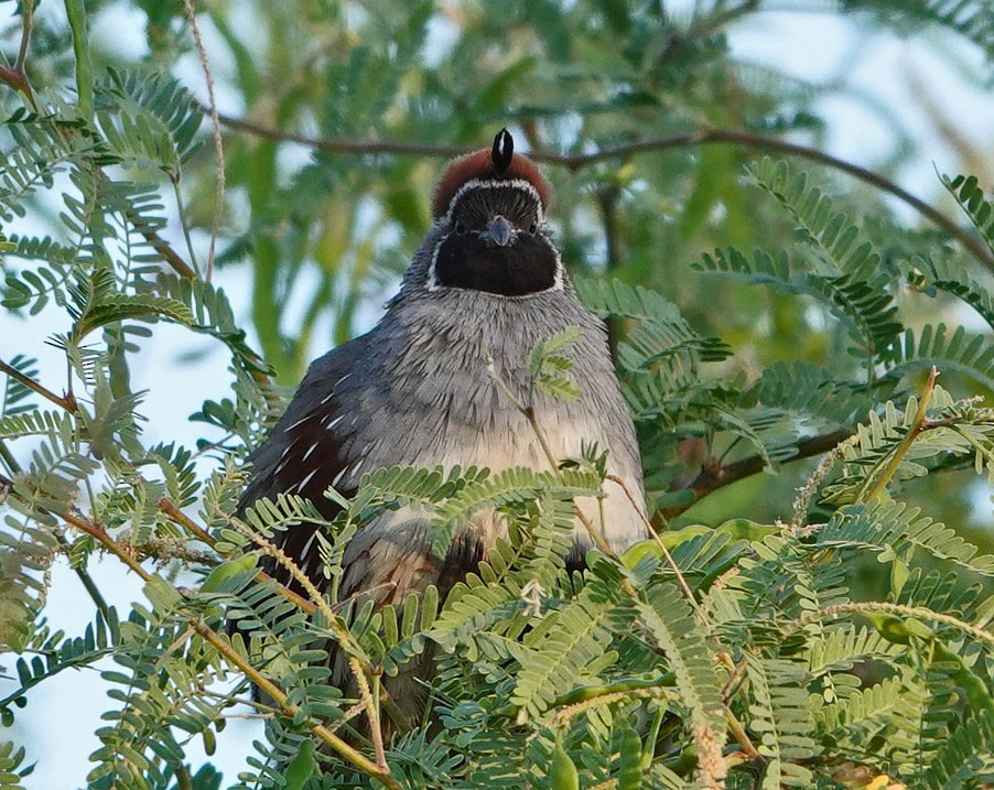 Gambel's Quail - ML620501995