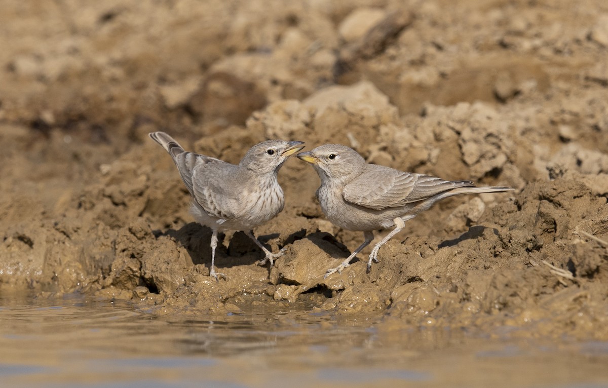 Desert Lark - ML620501996