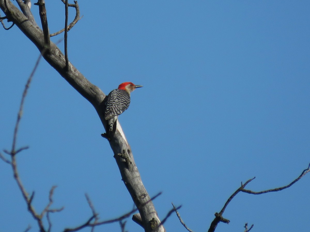 Red-bellied Woodpecker - Thomas Schultz