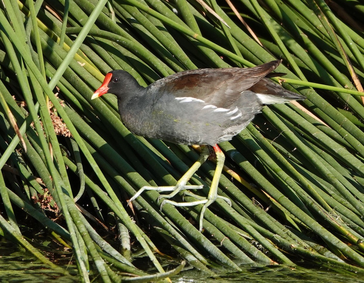 Common Gallinule - ML620502001