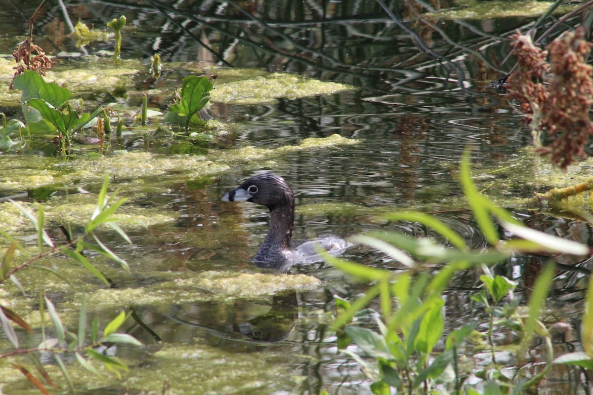 Pied-billed Grebe - ML620502007