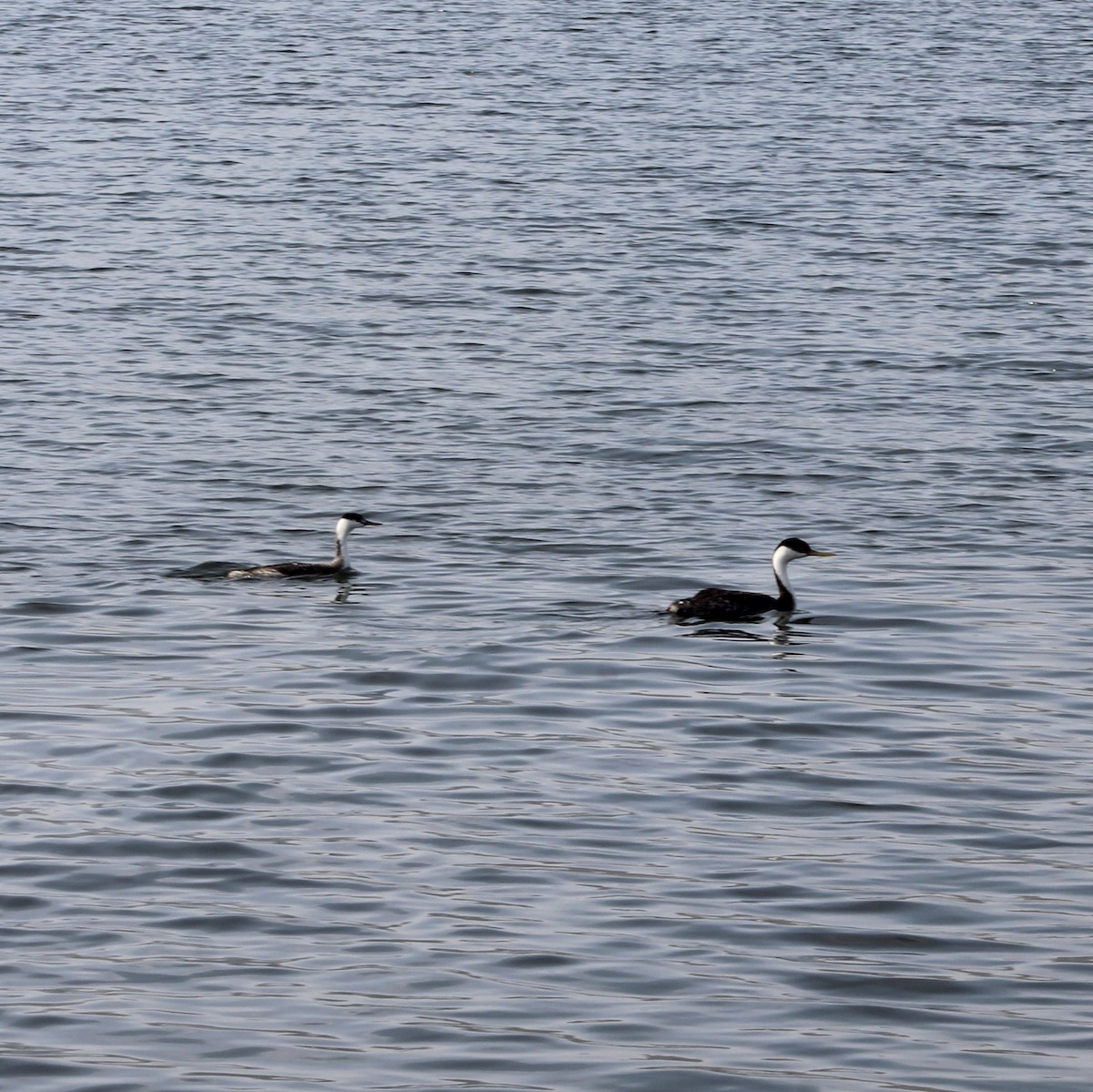 Western Grebe - ML620502009