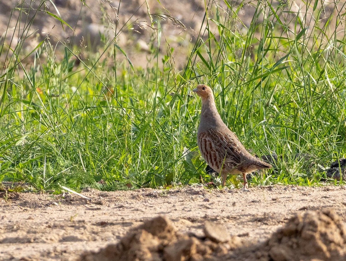 Gray Partridge - ML620502010