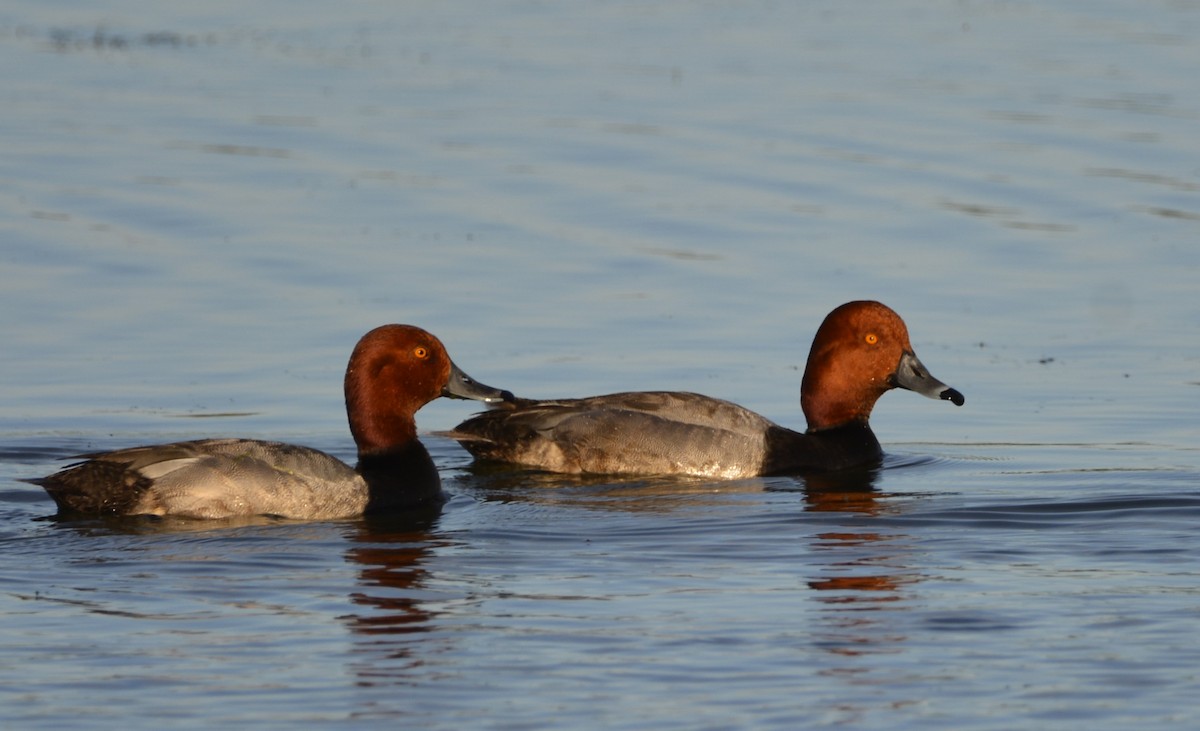 Redhead - ML620502013