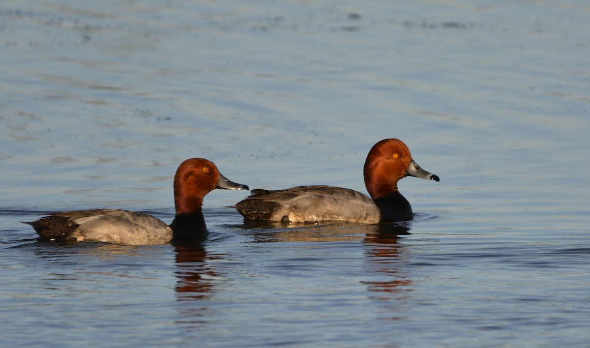 Redhead - ML620502014