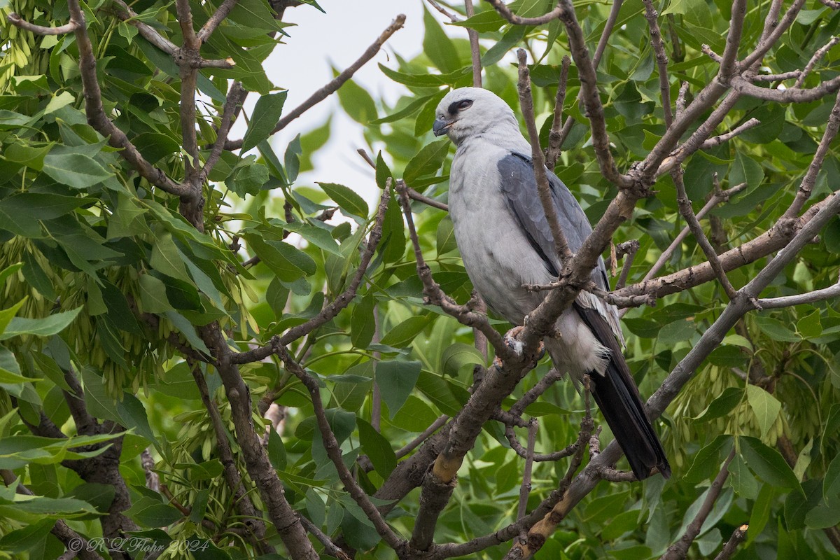 Mississippi Kite - ML620502020