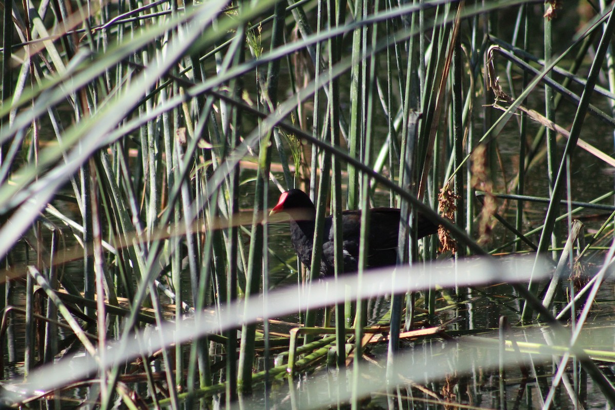 Common Gallinule - ML620502023