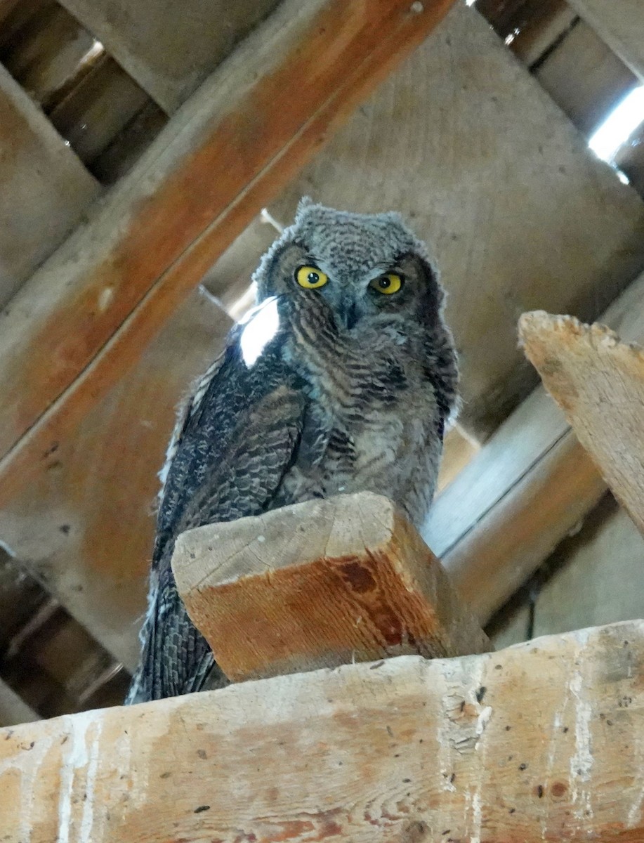 Great Horned Owl - ML620502027