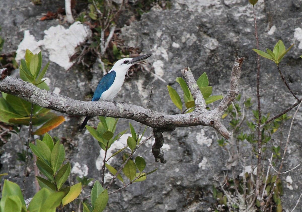 Martin-chasseur à tête blanche - ML620502029