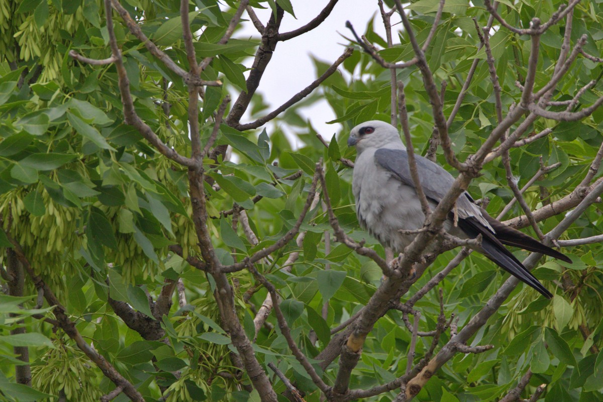 Mississippi Kite - ML620502033