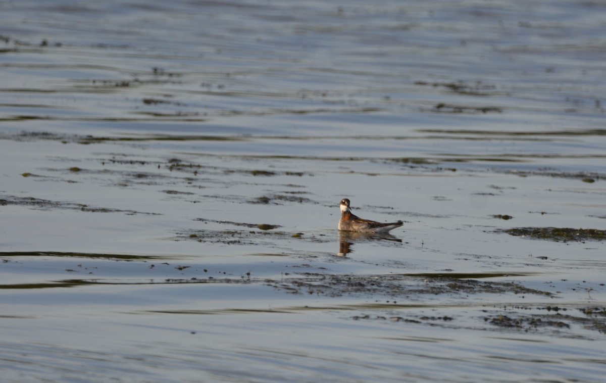 Red-necked Phalarope - ML620502037