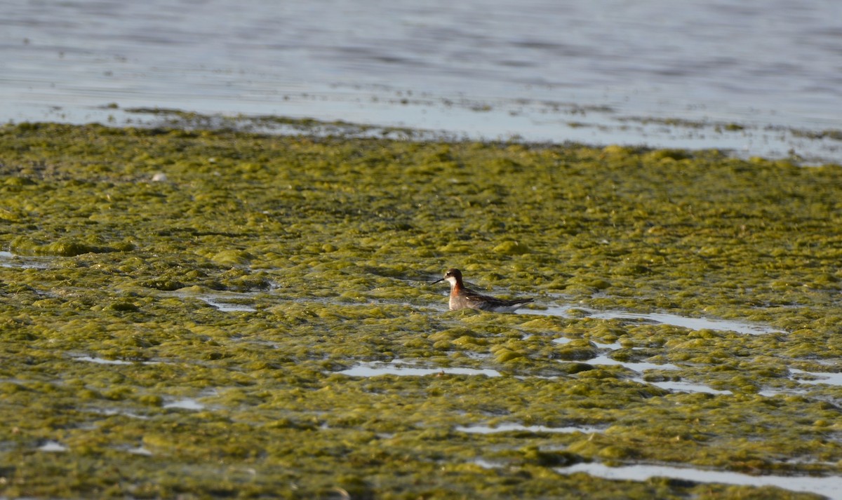 Red-necked Phalarope - ML620502039