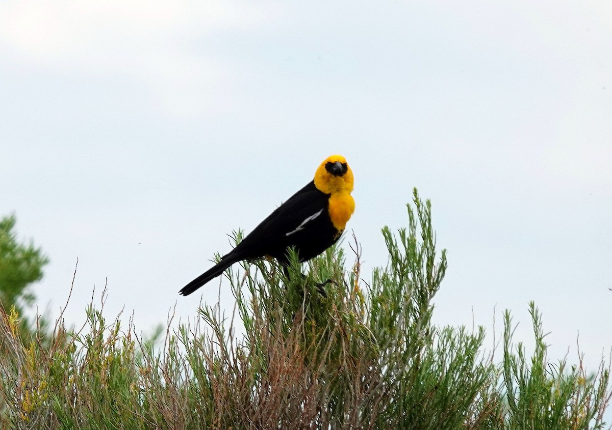 Yellow-headed Blackbird - ML620502040