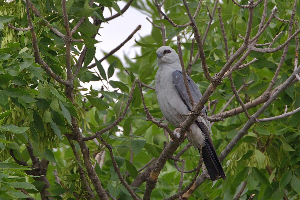 Mississippi Kite - ML620502041