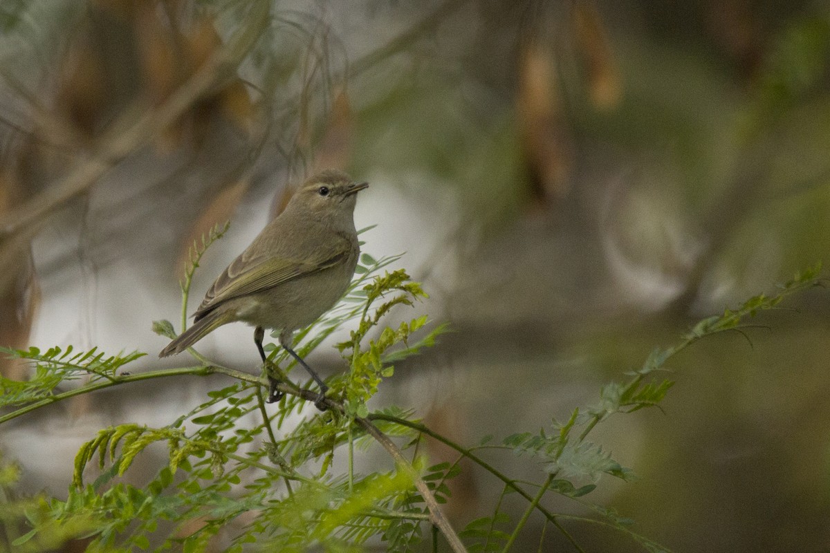 Mosquitero Común - ML620502042