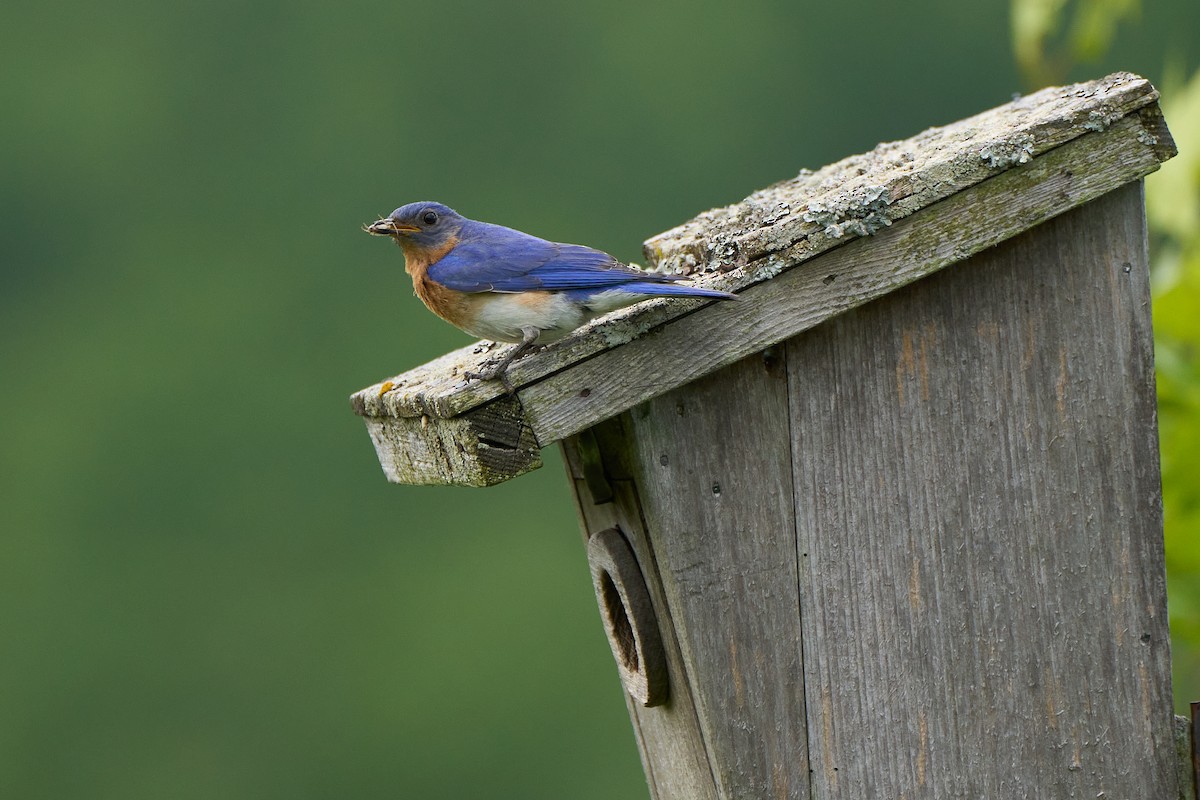 Eastern Bluebird - ML620502043