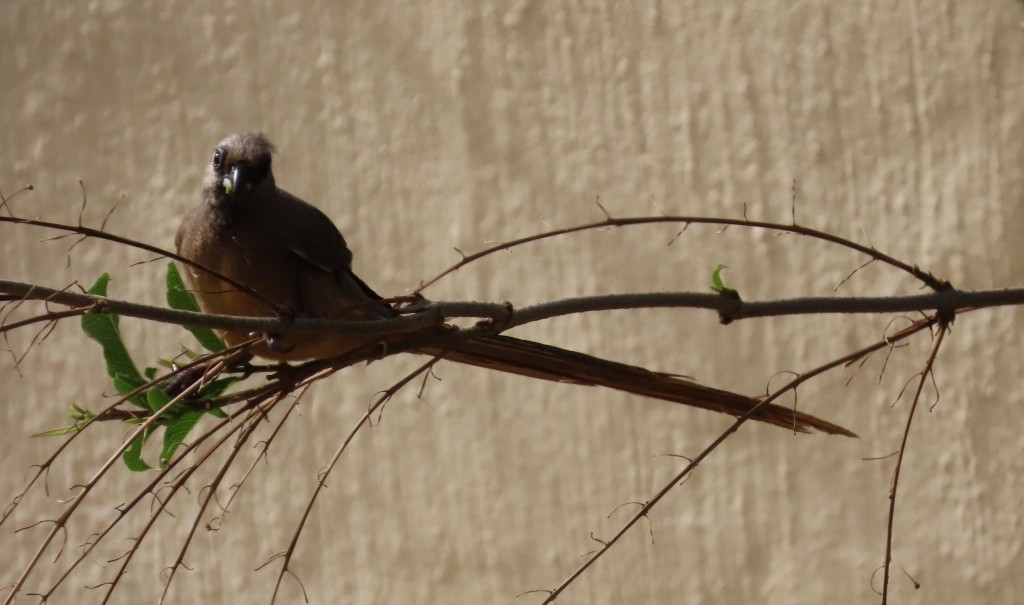 mousebird sp. - ML620502050