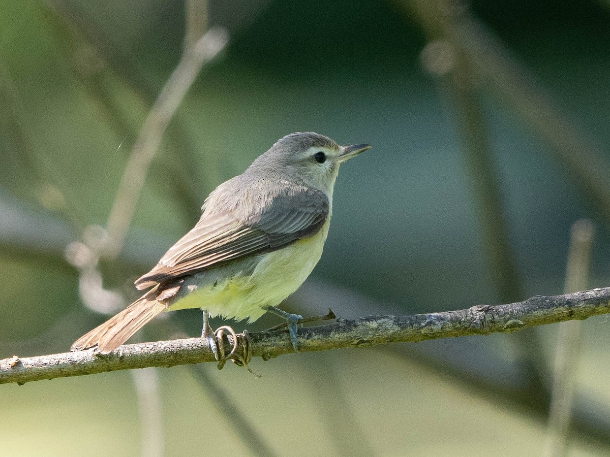 Warbling Vireo - ML620502054