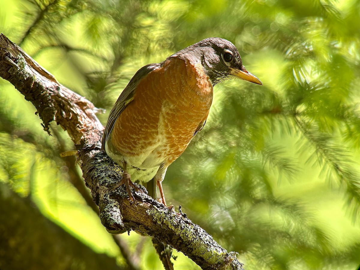 American Robin - ML620502058