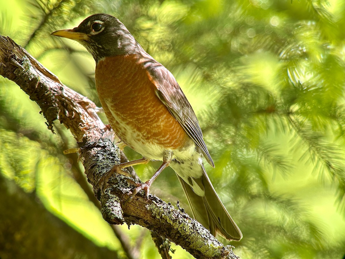 American Robin - ML620502059