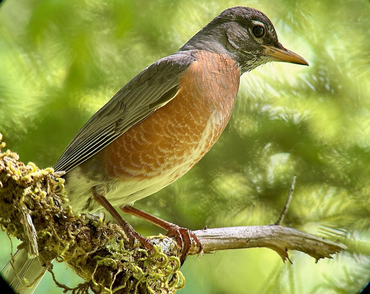 American Robin - ML620502061