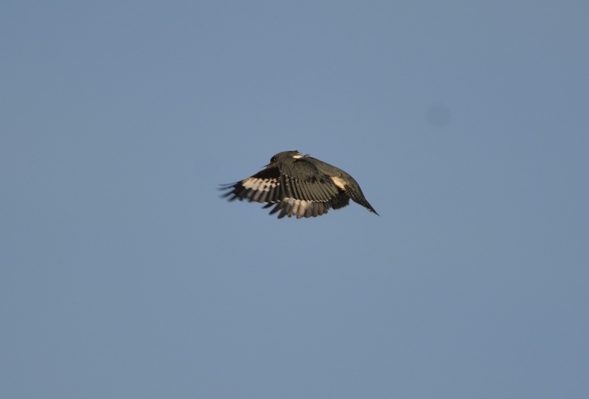 Belted Kingfisher - ML620502063