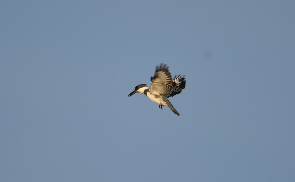 Belted Kingfisher - ML620502064