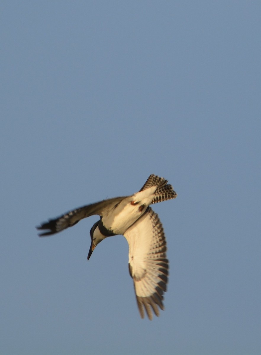 Belted Kingfisher - ML620502065