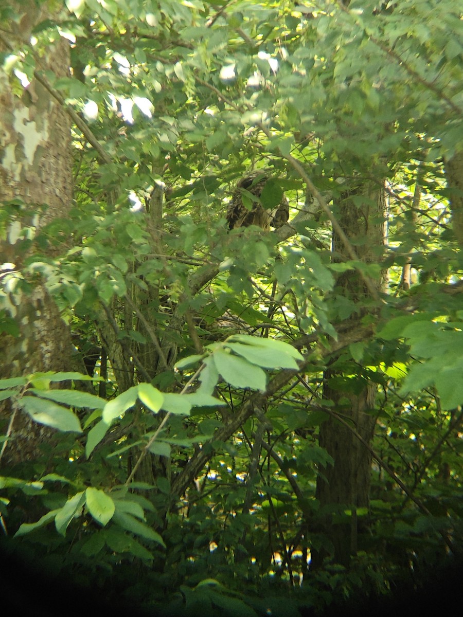 Barred Owl - ML620502066