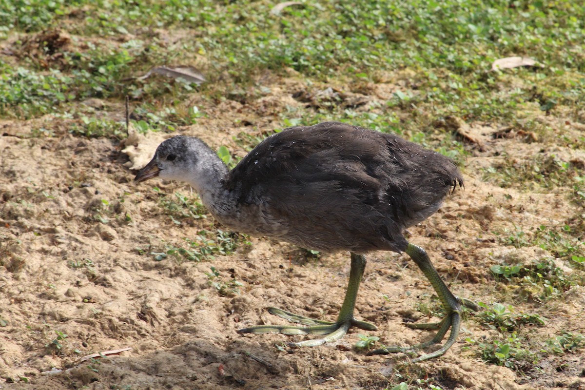 American Coot - ML620502070