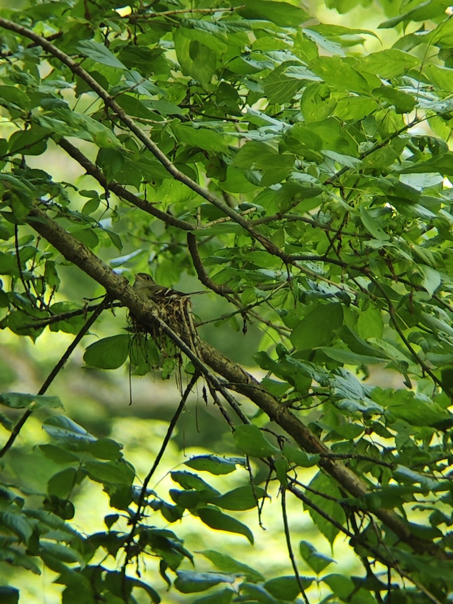 Acadian Flycatcher - ML620502071