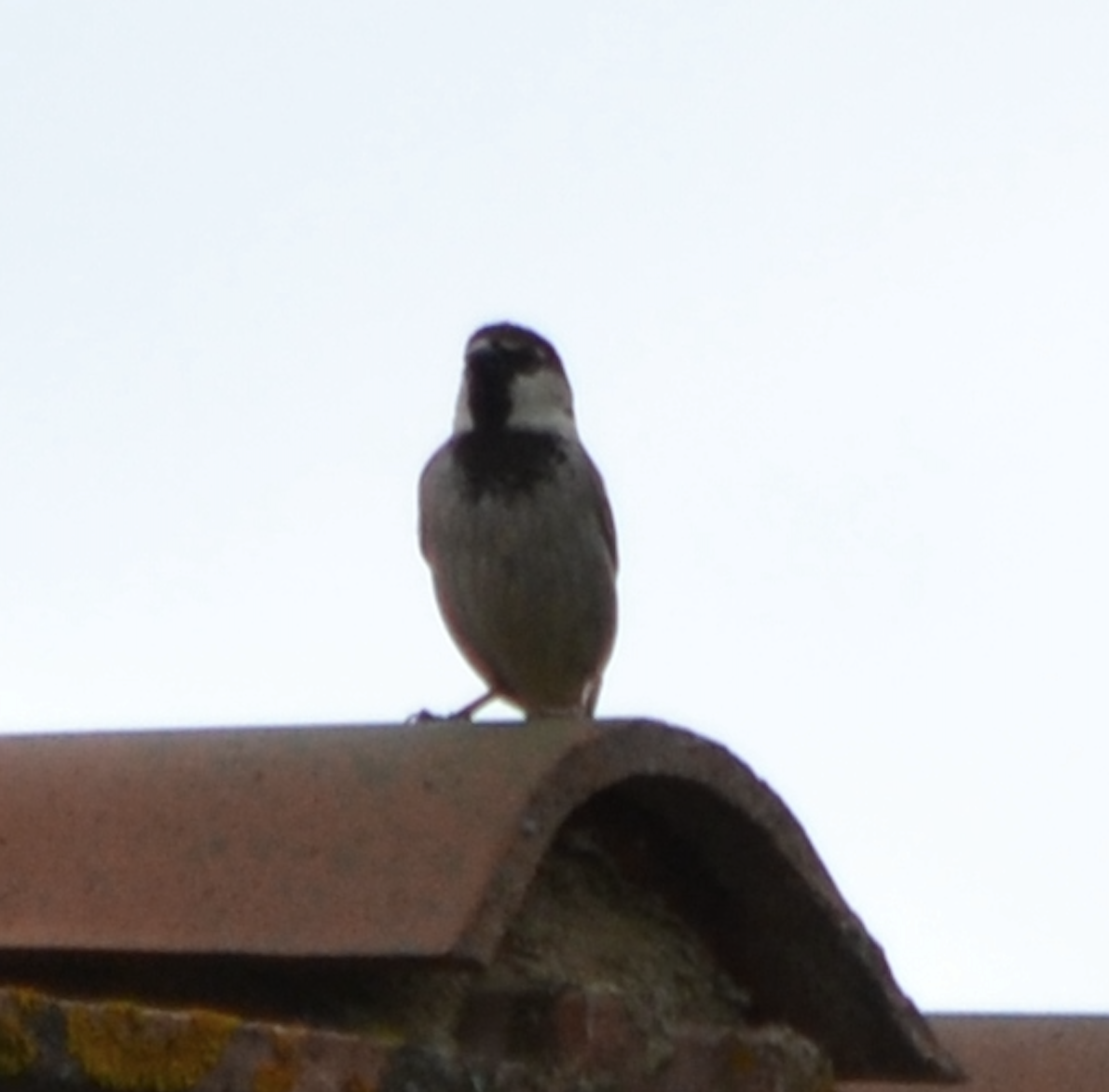 Italian Sparrow - ML620502072