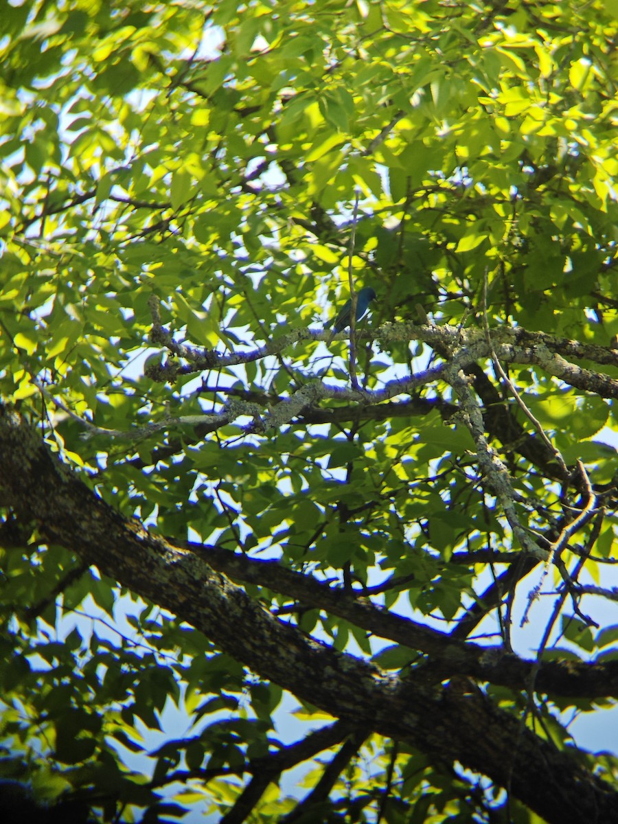 Indigo Bunting - ML620502080