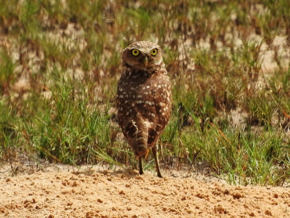 Burrowing Owl - ML620502081