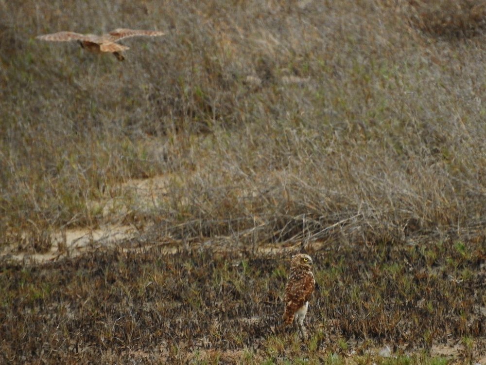 Burrowing Owl - ML620502085