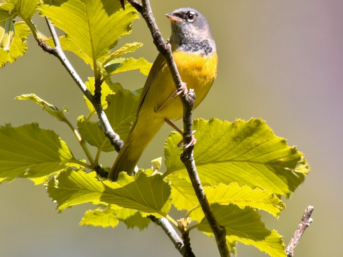 MacGillivray's Warbler - ML620502092