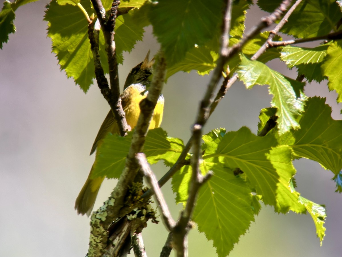 MacGillivray's Warbler - ML620502098