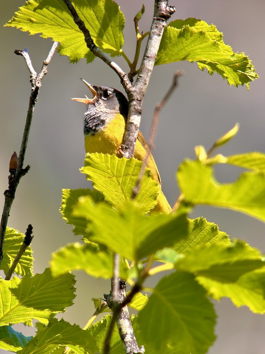 MacGillivray's Warbler - ML620502099