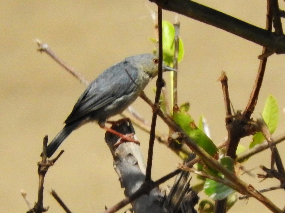 Bicolored Conebill - ML620502103